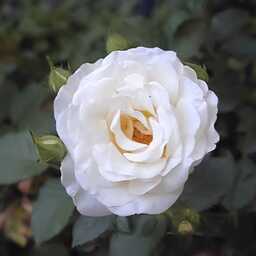 Centro Escolar LA ROSA BLANCA